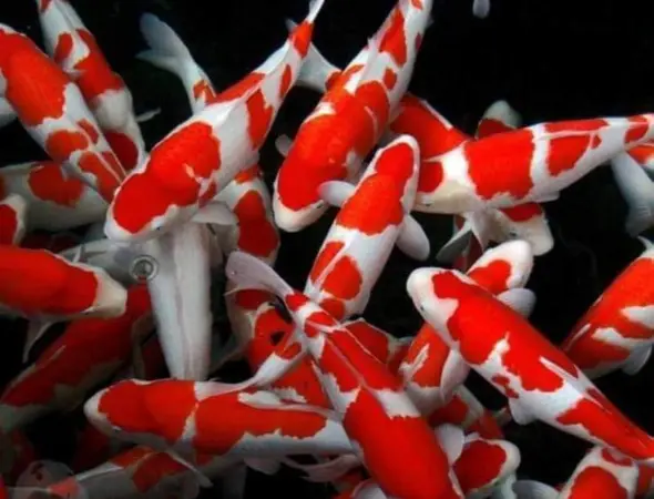 Latar belakang kolam ikan koi yang jernih