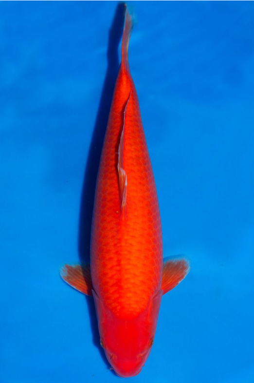 Jual Ikan Koi Bennigoi