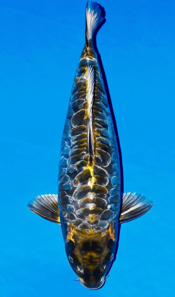 Jual Ikan Koi Aragoke