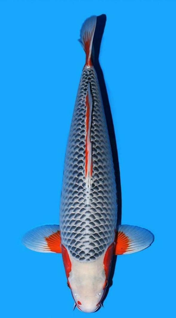 Jual Ikan Koi Ashagi