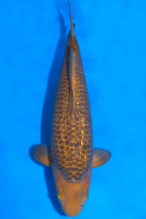 Jual Ikan Koi Caramel