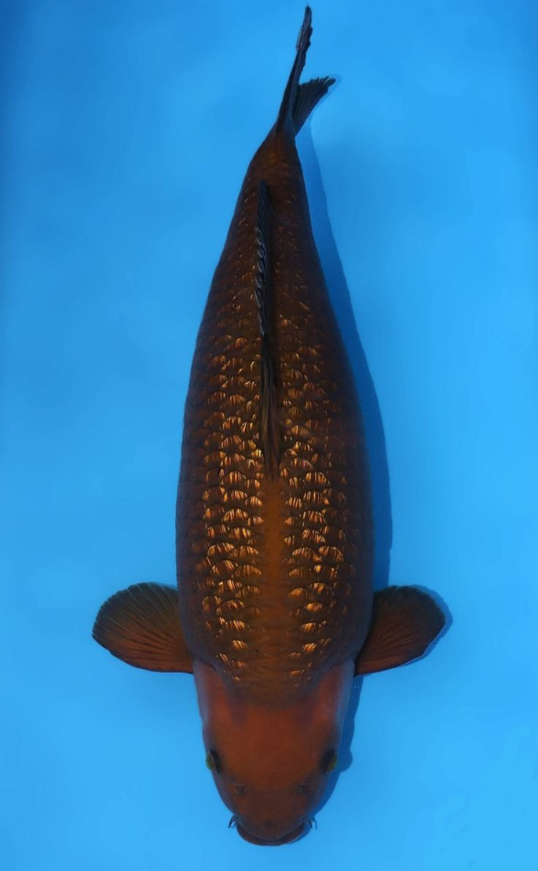 Jual Ikan Koi Chagoi