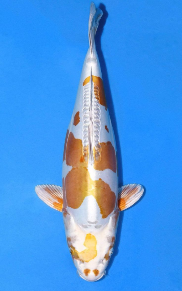 Jual Ikan Koi Doitsu