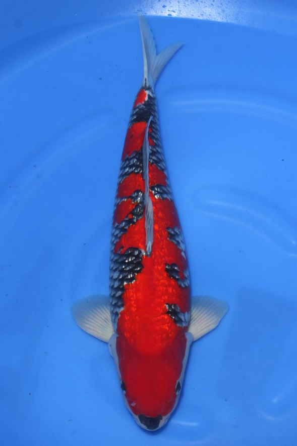 Jual Ikan Koi Goshiki
