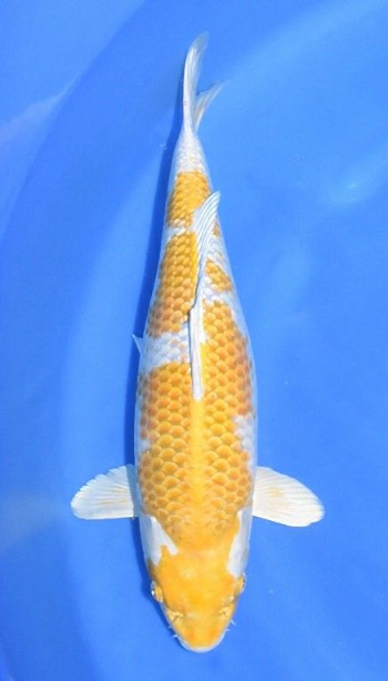 Jual Ikan Koi Hariwake