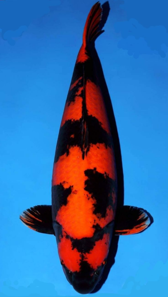 Jual Ikan Koi Hi Utsuri