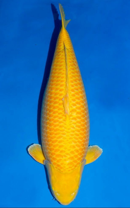 Jual Ikan Koi Karasi