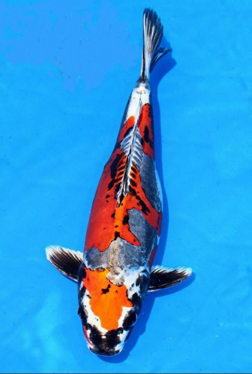 Jual Ikan Koi Kiko
