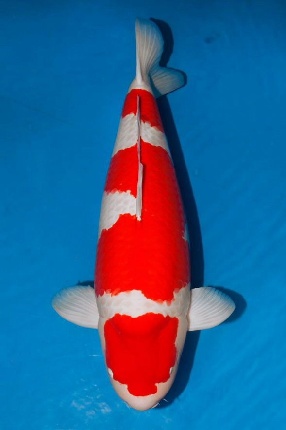 Ikan Koi Jenis Kohaku Best Seller