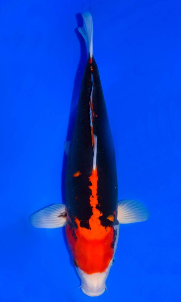 Jual Ikan Koi Komunryu