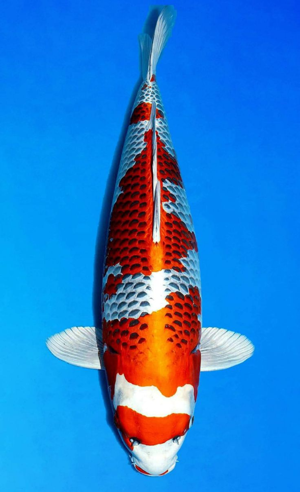 Jual Ikan Koi Kujaku