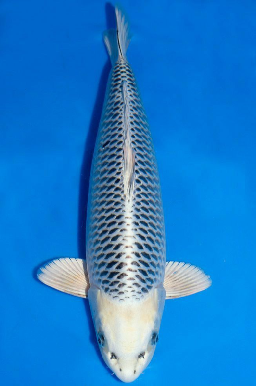 Jual Ikan Koi Matsuba