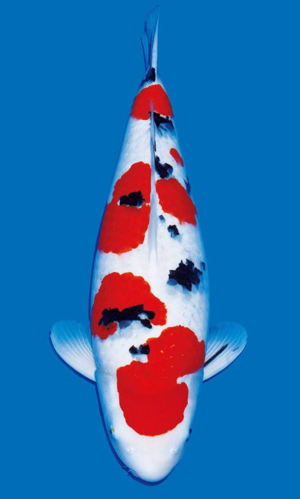 Ikan Koi Jenis Sanke Best Seller