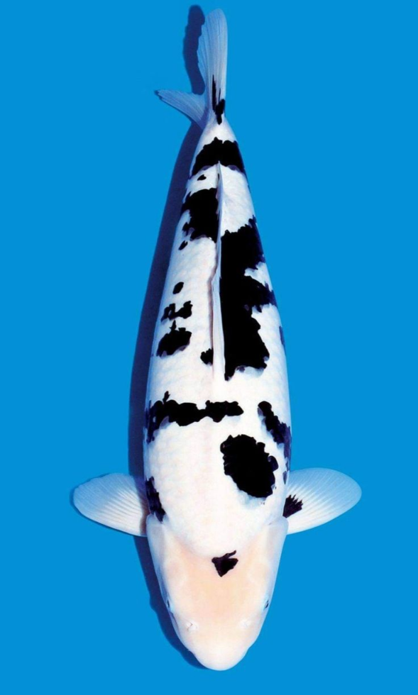 Jual Ikan Koi Shiro Bekko