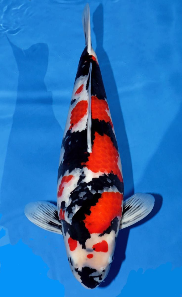 Ikan Koi Jenis Showa Best Seller