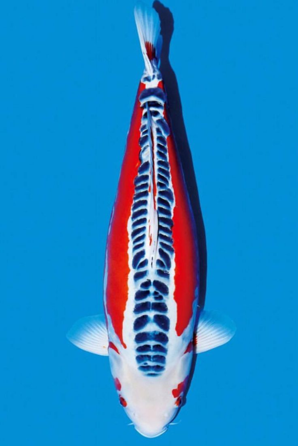 Jual Ikan Koi Shusui