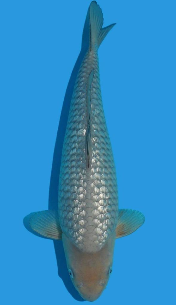 Jual Ikan Koi Soragoi