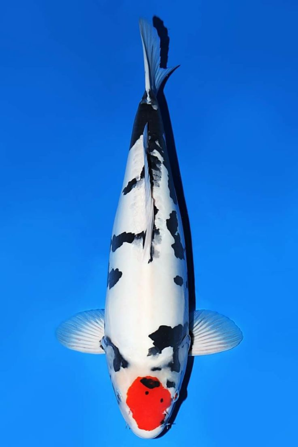 Jual Ikan Koi Tanco Showa