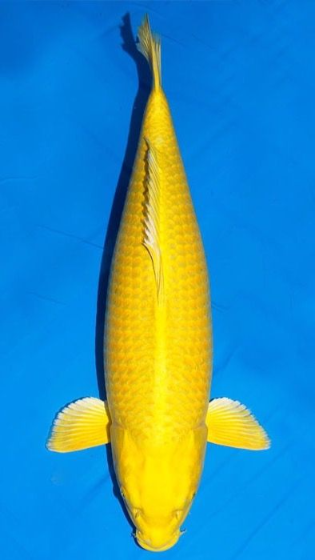 Jual Ikan Koi Yamaguki Ogon