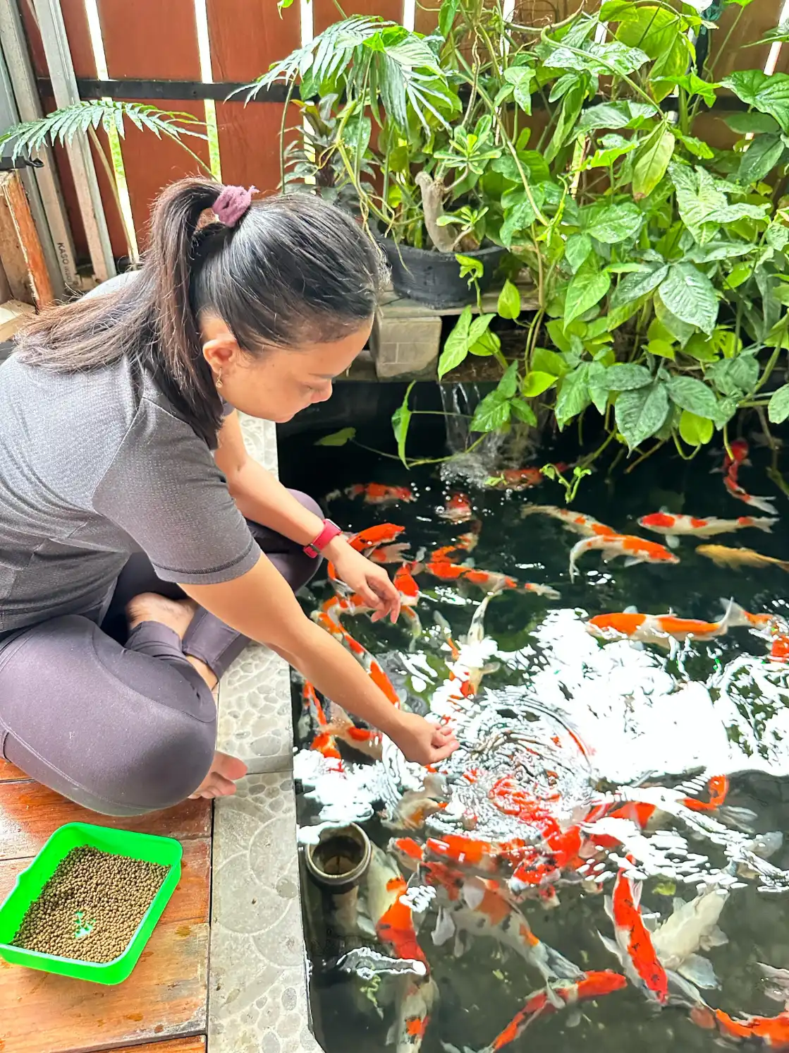 Wanita sedang memberi makan ikan koi di kolam yang jernih